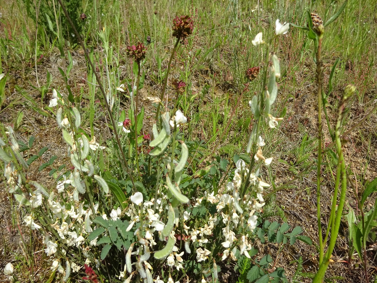 Cytisus multiflorus (Fabaceae)